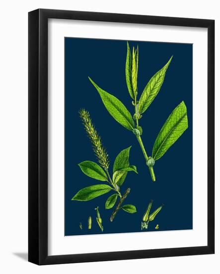 Saxifraga Stellaris; Starry Saxifrage-null-Framed Giclee Print