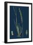 Saxifraga Tridactylites; Rue-Leaved Saxifrage-null-Framed Giclee Print