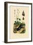 Saxifrage, 1833-39-null-Framed Giclee Print