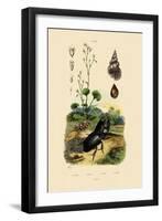 Saxifrage, 1833-39-null-Framed Giclee Print