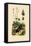 Saxifrage, 1833-39-null-Framed Stretched Canvas