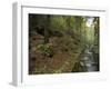 Saxon-Switzerland National Park, Saxony, Germany, Europe-Michael Snell-Framed Photographic Print