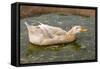 Saxony Duck Swimming on Small Pond-null-Framed Stretched Canvas