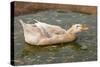 Saxony Duck Swimming on Small Pond-null-Stretched Canvas