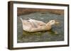 Saxony Duck Swimming on Small Pond-null-Framed Photographic Print