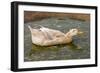 Saxony Duck Swimming on Small Pond-null-Framed Photographic Print