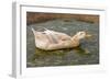 Saxony Duck Swimming on Small Pond-null-Framed Photographic Print