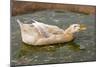 Saxony Duck Swimming on Small Pond-null-Mounted Photographic Print