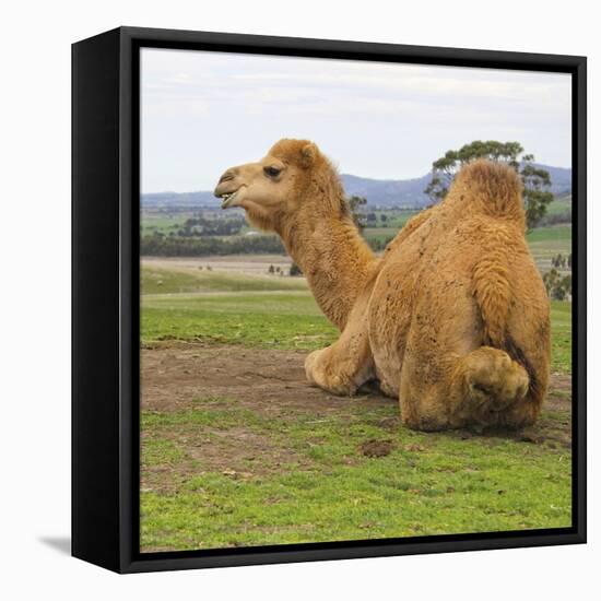 Say Cheese-Incredi-Framed Stretched Canvas