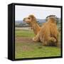 Say Cheese-Incredi-Framed Stretched Canvas