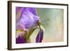 Say Hello to Spring-Jai Johnson-Framed Giclee Print