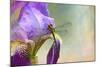 Say Hello to Spring-Jai Johnson-Mounted Giclee Print