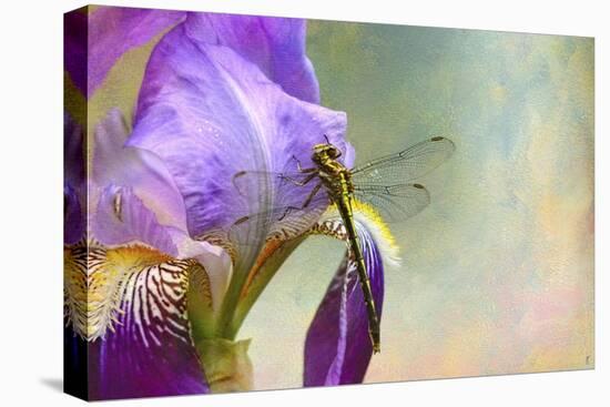 Say Hello to Spring-Jai Johnson-Stretched Canvas