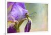 Say Hello to Spring-Jai Johnson-Framed Giclee Print