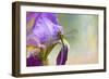 Say Hello to Spring-Jai Johnson-Framed Giclee Print