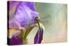 Say Hello to Spring-Jai Johnson-Stretched Canvas