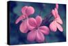 Say it with Flowers-Incredi-Stretched Canvas