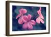 Say it with Flowers-Incredi-Framed Photographic Print