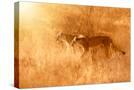 Stretched Canvas