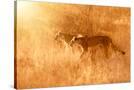 Stretched Canvas