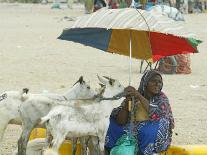 Somaliland Women with Their Goats Protect Themselves from Hot Sun with Umbrellas-Sayyid Azim-Mounted Photographic Print