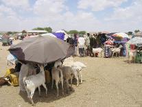 Somaliland Women with Their Goats Protect Themselves from Hot Sun with Umbrellas-Sayyid Azim-Laminated Photographic Print