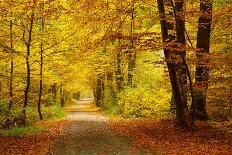 Wooden Bridge in the Autumn Park-sborisov-Photographic Print