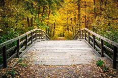 Pathway in the Autumn Forest-sborisov-Photographic Print