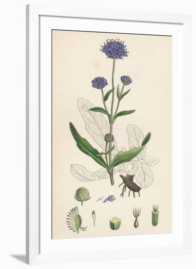 Scabiosa Succisa Devil'S-Bit Scabious-null-Framed Giclee Print