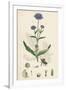 Scabiosa Succisa Devil'S-Bit Scabious-null-Framed Giclee Print