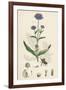 Scabiosa Succisa Devil'S-Bit Scabious-null-Framed Giclee Print