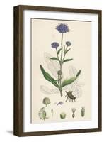 Scabiosa Succisa Devil'S-Bit Scabious-null-Framed Giclee Print