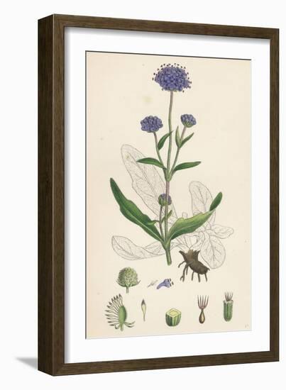 Scabiosa Succisa Devil'S-Bit Scabious-null-Framed Giclee Print