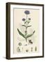 Scabiosa Succisa Devil'S-Bit Scabious-null-Framed Giclee Print