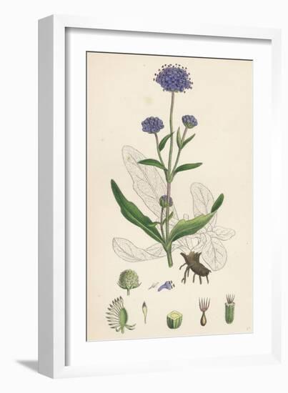 Scabiosa Succisa Devil'S-Bit Scabious-null-Framed Giclee Print