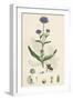 Scabiosa Succisa Devil'S-Bit Scabious-null-Framed Giclee Print