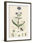 Scabiosa Succisa Devil'S-Bit Scabious-null-Framed Giclee Print