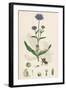 Scabiosa Succisa Devil'S-Bit Scabious-null-Framed Giclee Print