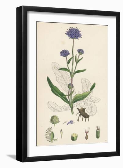 Scabiosa Succisa Devil'S-Bit Scabious-null-Framed Premium Giclee Print