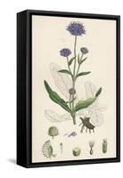 Scabiosa Succisa Devil'S-Bit Scabious-null-Framed Stretched Canvas