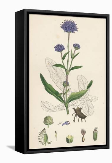 Scabiosa Succisa Devil'S-Bit Scabious-null-Framed Stretched Canvas