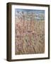 Scabious and Docks-Lincoln Seligman-Framed Giclee Print