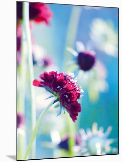 Scabious Haze I-Ella Lancaster-Mounted Giclee Print