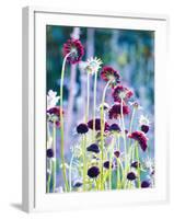 Scabious Haze II-Ella Lancaster-Framed Giclee Print