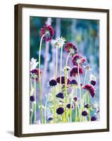 Scabious Haze II-Ella Lancaster-Framed Giclee Print