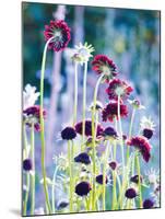 Scabious Haze II-Ella Lancaster-Mounted Giclee Print