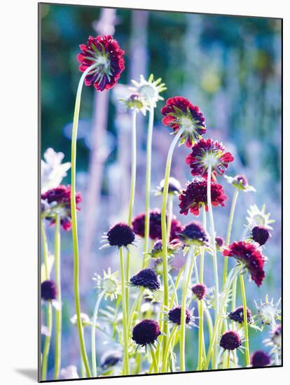 Scabious Haze II-Ella Lancaster-Mounted Giclee Print