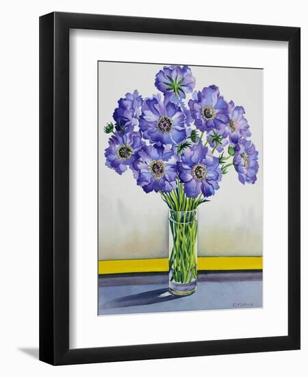 Scabious with Yellow Band-Christopher Ryland-Framed Giclee Print