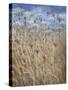 Scabious-Lincoln Seligman-Stretched Canvas