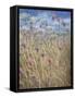 Scabious-Lincoln Seligman-Framed Stretched Canvas